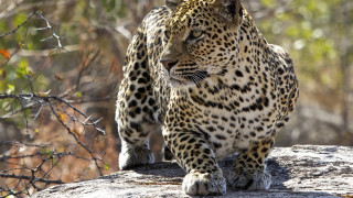 Leopard rock wildlife camouflage depth - wild free wallpaper