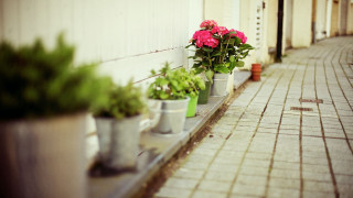 Potted plants ledge brickwalkway flower - a sidewalk free wallpaper