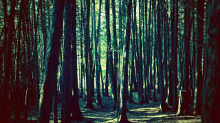Forest trees leaves grass matte - a forest floor free wallpaper