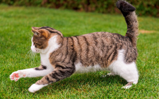 Cat frisbee playing grass bush - the grass outside free wallpaper