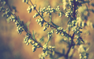 White flowered plant autumn bokeh - a close up of a plant free wallpaper