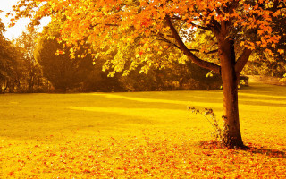 Autumn tree yellow leaves park - art green free wallpaper