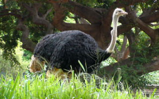 Ostrich tallgrass tree bench nature - amédée ozenfant free wallpaper
