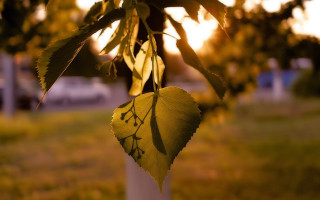 Leaf branch park sunset car - a car in the background free wallpaper