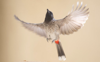Bird flying over bread wings - upper body free wallpaper