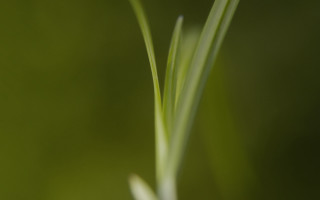 Green plant macro shallow depth 3 - a green plant free wallpaper