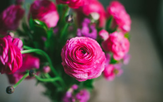 Pink flowers vase table window - top of a table next free wallpaper