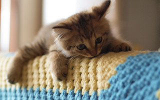 Kitten curious blurry background pixel - curious free wallpaper
