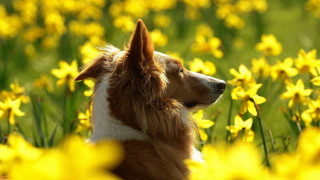 Dog field yellow flowers autumn - his head free wallpaper for desktop