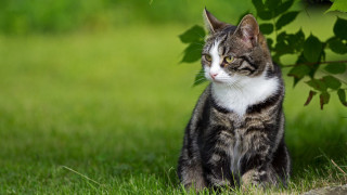 Cat grass distant tree blurry - something free wallpaper