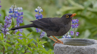 Black bird garden purple flowers - a black bird free wallpaper