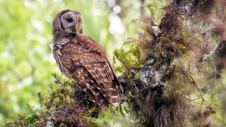 Brown owl forest branch moss - moss free wallpaper