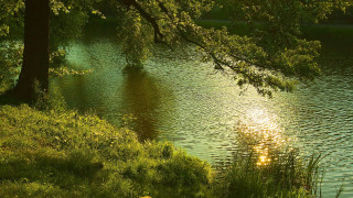 Lake tree bench forest plein - impressionist free wallpaper