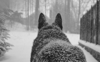 Dog snowy fence forest bw - winter free wallpaper for desktop