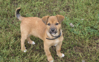 Small brown dog green field - a lush green field of grass free wallpaper