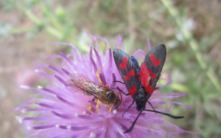 Red black bugs purple flower - free nature wallpaper