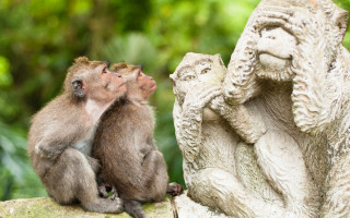 Monkeys rock statue shiba inu - andor basch free wallpaper
