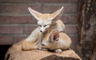 Small foxes cuddle brick wall - furaffinity free wallpaper