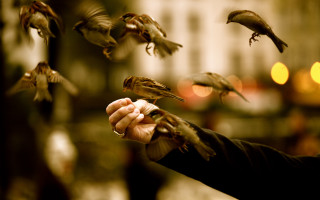Person holding bird flying away 3 - daren bader free wallpaper