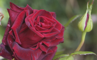 Red rose water droplets macro 29 - ann thetis blacker free wallpaper
