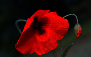 Red flower water droplets macro 3 - a red flower free wallpaper