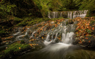 Small waterfall forest leaves stream - a small waterfall in a forest free wallpaper