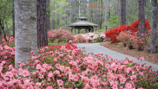 Enchanting garden gazebo pink flowers - betye saar free wallpaper