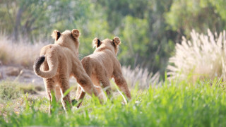 Lions running grassy field wildlife - wild free wallpaper
