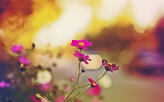 Flowers grass road car blurry - a picture free wallpaper for desktop