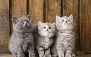 Three kittens wooden background animals - grey background free wallpaper