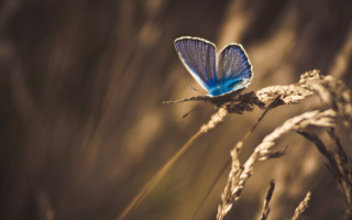 Blue butterfly on plant field - a blue butterfly free wallpaper