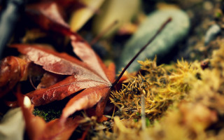 Leaf mossy surface closeup shallow - aimitsu free wallpaper