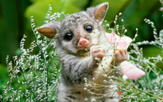 Small animal holding stuffed animal - a small animal free wallpaper