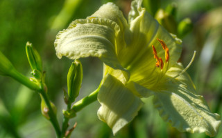 Yellow flower green stem macro - naturalism free wallpaper