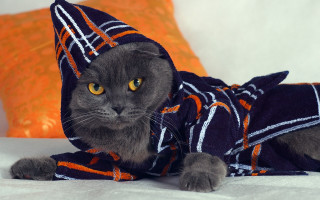 Cat robe hat bed pillows - fashion free wallpaper
