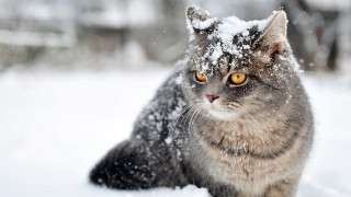 Cat snow winter impressionism yellow - the snow free wallpaper for desktop