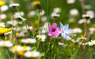 Wildflowers daisies field bokeh blurry - the grass free wallpaper for desktop