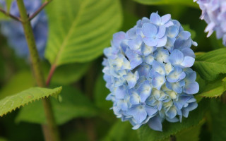 Blue flower green leaves bokeh - simple free wallpaper