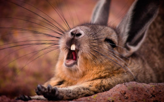 Cat yawning rock chippy macro - chippy free wallpaper