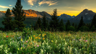 Wildflowers trees mountains sunset clouds 3 - beautiful landscape free wallpaper