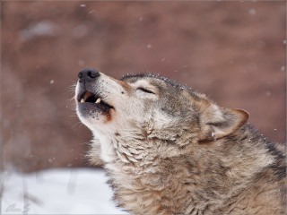 Wolf looking up open mouth - mouth free wallpaper