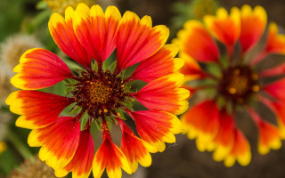 Colorful flower macro blurry background - petal free wallpaper