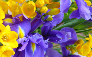 Purple yellow flower vase water - a green stem free wallpaper