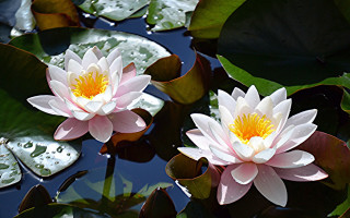 Pink water lilies pond leaves 5 - blanche hoschedé monet free wallpaper
