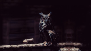 Owl log dark room wooden - a wooden fence post free wallpaper