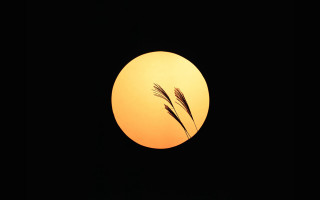 Sunset plant silhouette black background - a sunset free wallpaper