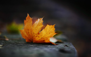 Fall leaf rock autumn macro - a blurry background of leaves free wallpaper