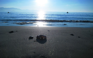 Shell beach sunshine person water - a shell free wallpaper
