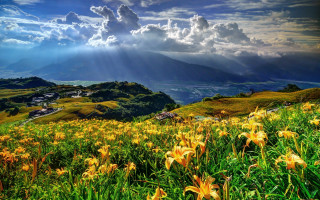 Flower field sunset mountains clouds - a field of flowers free wallpaper