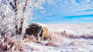 Snowy field tree hay bale - a field free wallpaper